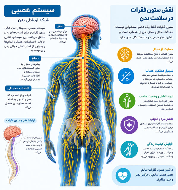 تصویر پزشکی سیستم عصبی مغز و نخاع و ستون فقرات